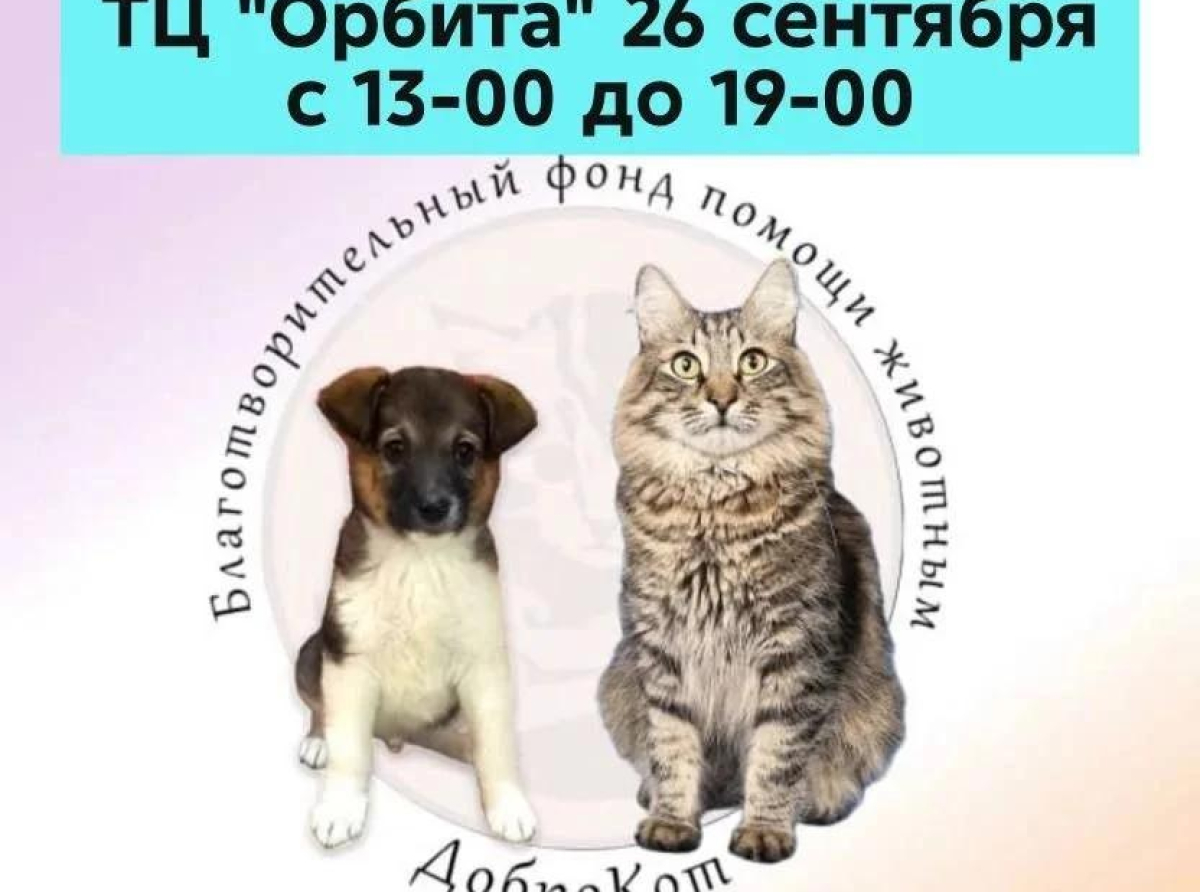 Выставка-пристройство животных из приютов пройдет в Люберцах