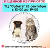 Выставка-пристройство животных из приютов пройдет в Люберцах